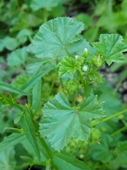 Malva pusilla
