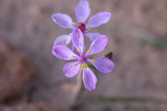 Burchardia rosea