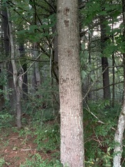 Quercus palustris