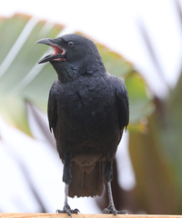 Corvus orru