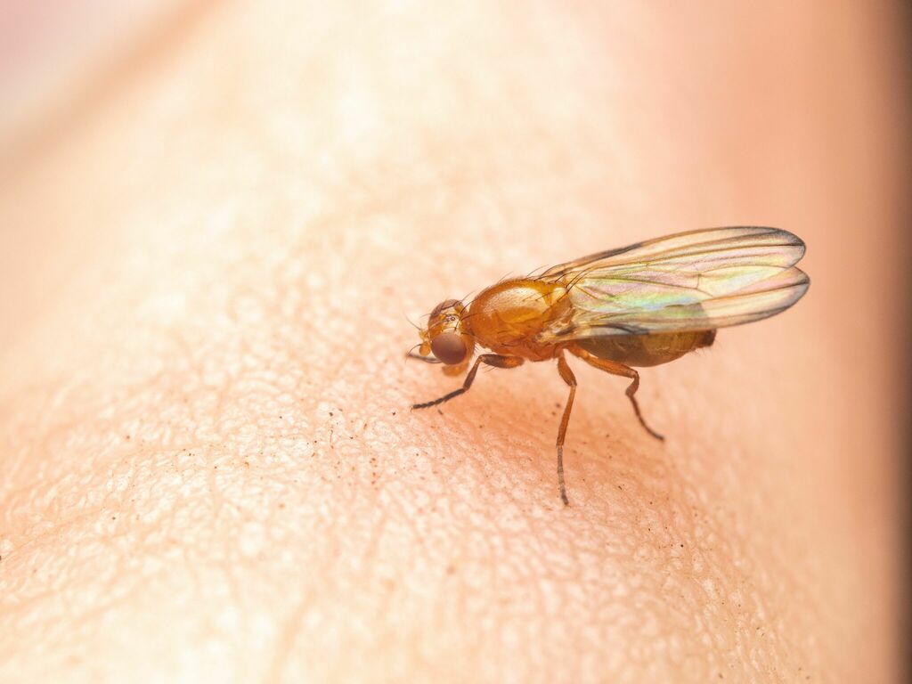 Mycetaulus polypori
