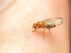 Mycetaulus polypori