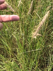 Elymus canadensis
