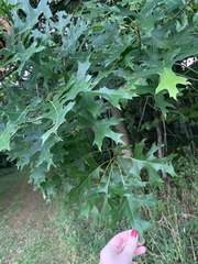 Quercus palustris