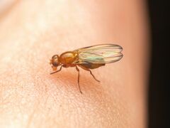 Mycetaulus polypori