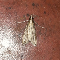 Schoenobiinae