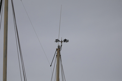 Artamus leucorynchus