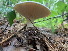 Lactifluus piperatus