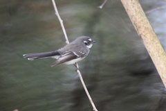 Rhipidura albiscapa