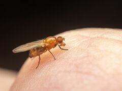 Mycetaulus polypori