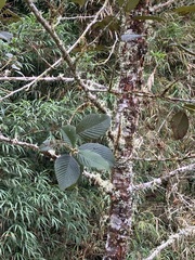 Alnus acuminata