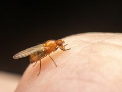 Mycetaulus polypori