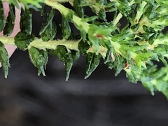 Agathosma cerefolium