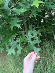 Quercus palustris