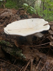 Lactifluus piperatus