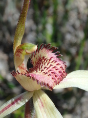 Caladenia orientalis