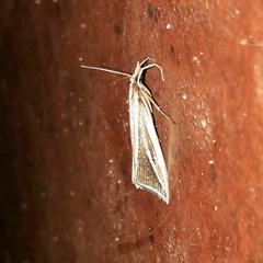 Schoenobiinae