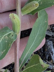 Oenothera parviflora