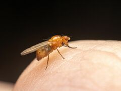Mycetaulus polypori