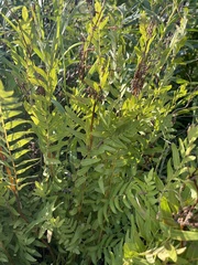 Osmunda spectabilis