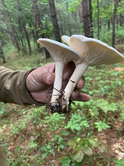 Lactifluus piperatus