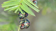 Poecilocoris splendidulus