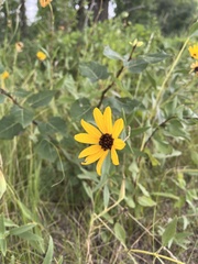 Helianthus petiolaris