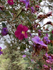 Andesanthus lepidotus