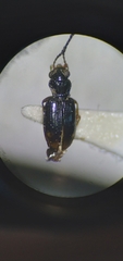 Bembidion siticum