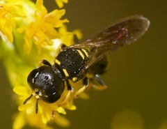 Ectemnius stirpicola