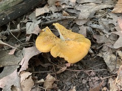 Cantharellus flavus