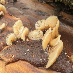 Crepidotus variabilis
