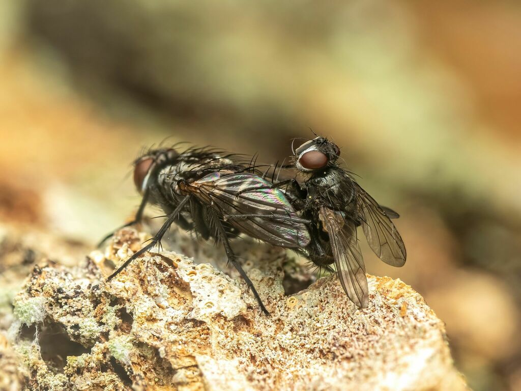 Admontia degeerioides