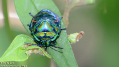 Poecilocoris splendidulus