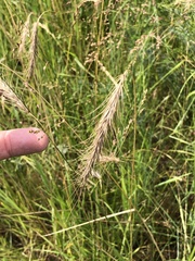Elymus canadensis