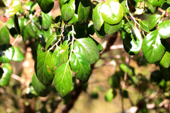 Petalostigma pubescens