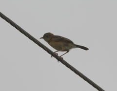Cisticola exilis