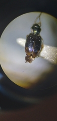 Bembidion siticum