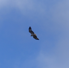 Haliaeetus leucogaster