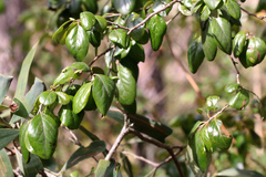 Petalostigma pubescens