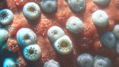 Umimayanthus parasiticus