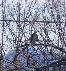 Haliaeetus leucogaster