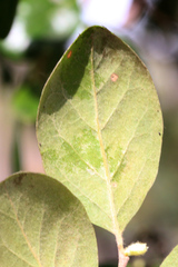 Petalostigma pubescens