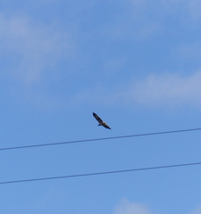 Haliaeetus leucogaster