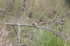 Malurus cyaneus