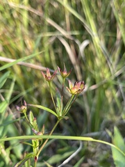 Lysimachia quadriflora
