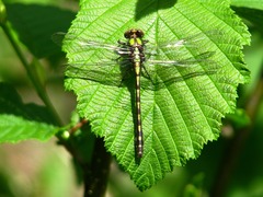 Ophiogomphus carolus