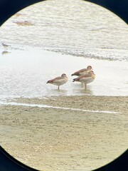 Alopochen aegyptiaca