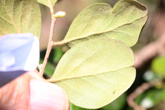 Petalostigma pubescens