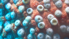 Umimayanthus parasiticus